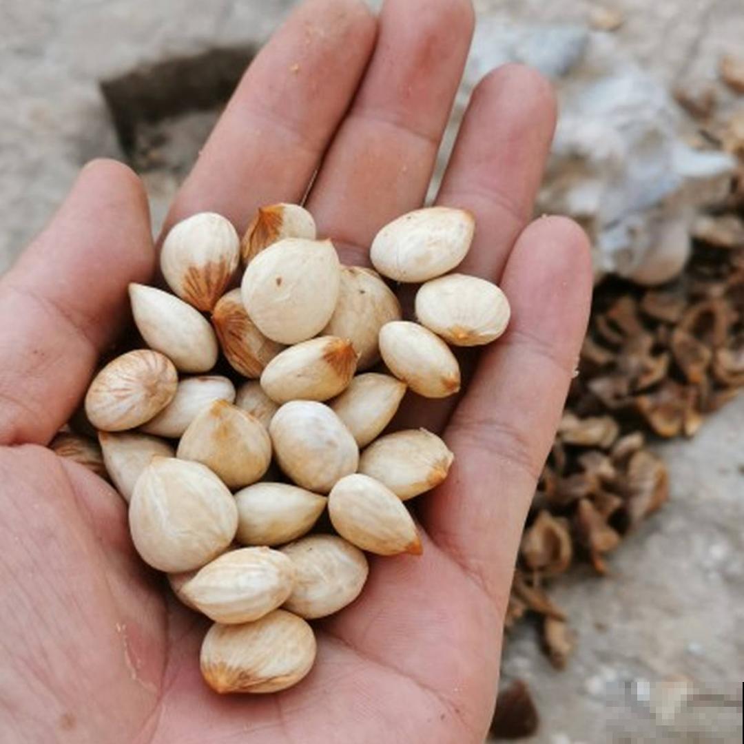 家门口长出这10种草,赶紧拔掉,不然会惹麻烦 家门口长出这10种草,赶紧拔掉,不然会惹麻烦