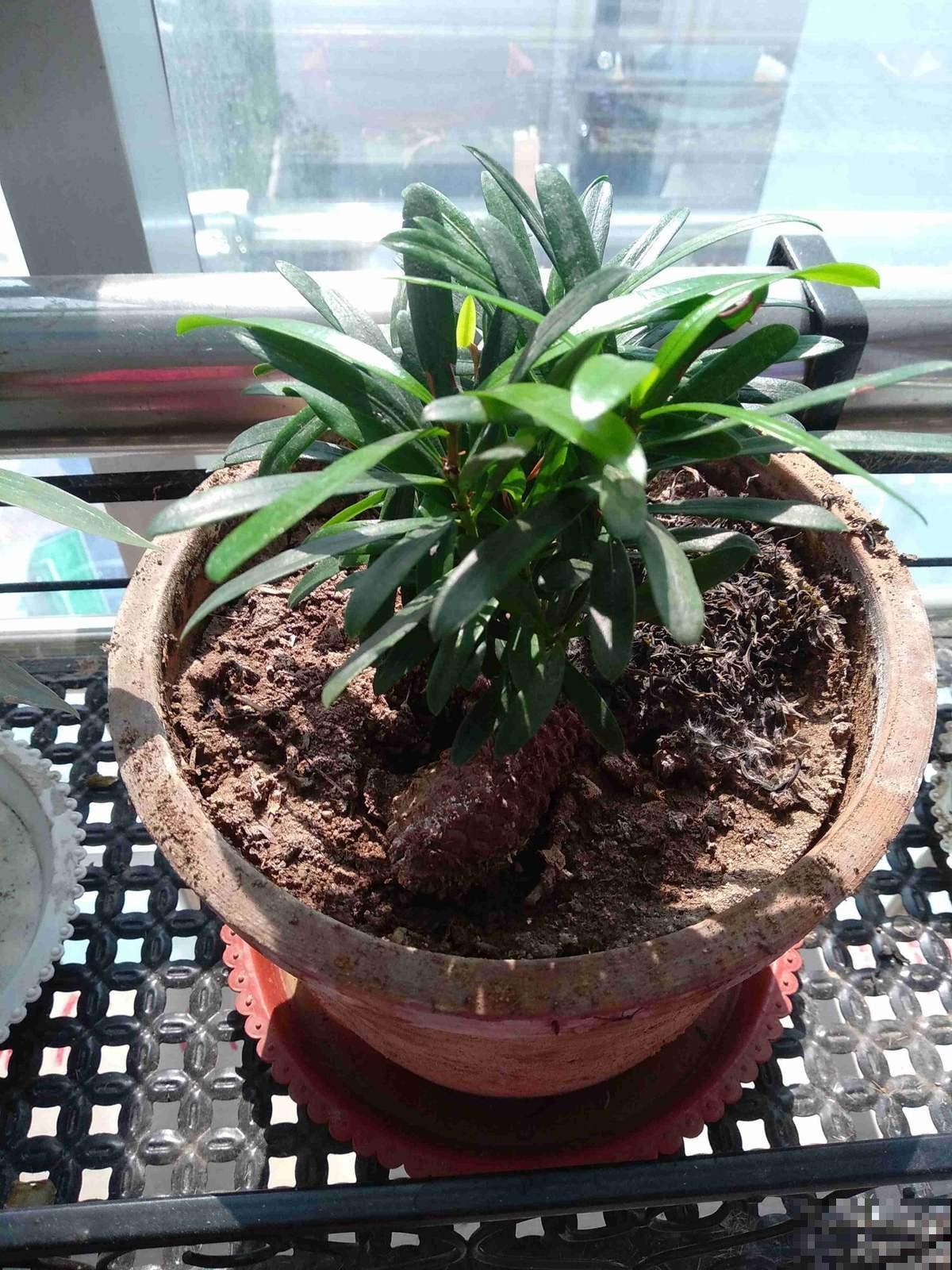 家家都有的罗汉松，这8点养殖条件，你做到了多少？