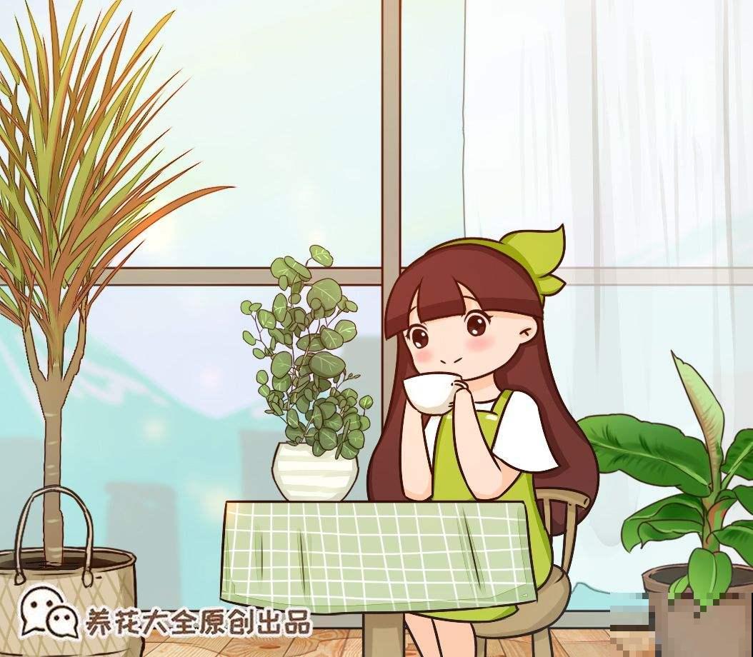 最近流行的简约风绿色，这3种植物，纳凉经典又好养