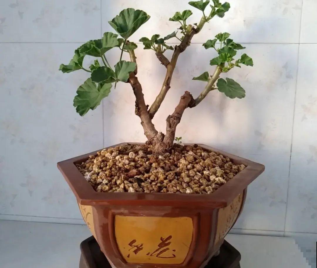 现在给花剪一刀，剪成一个“小平头”，呼呼冒芽爆盆