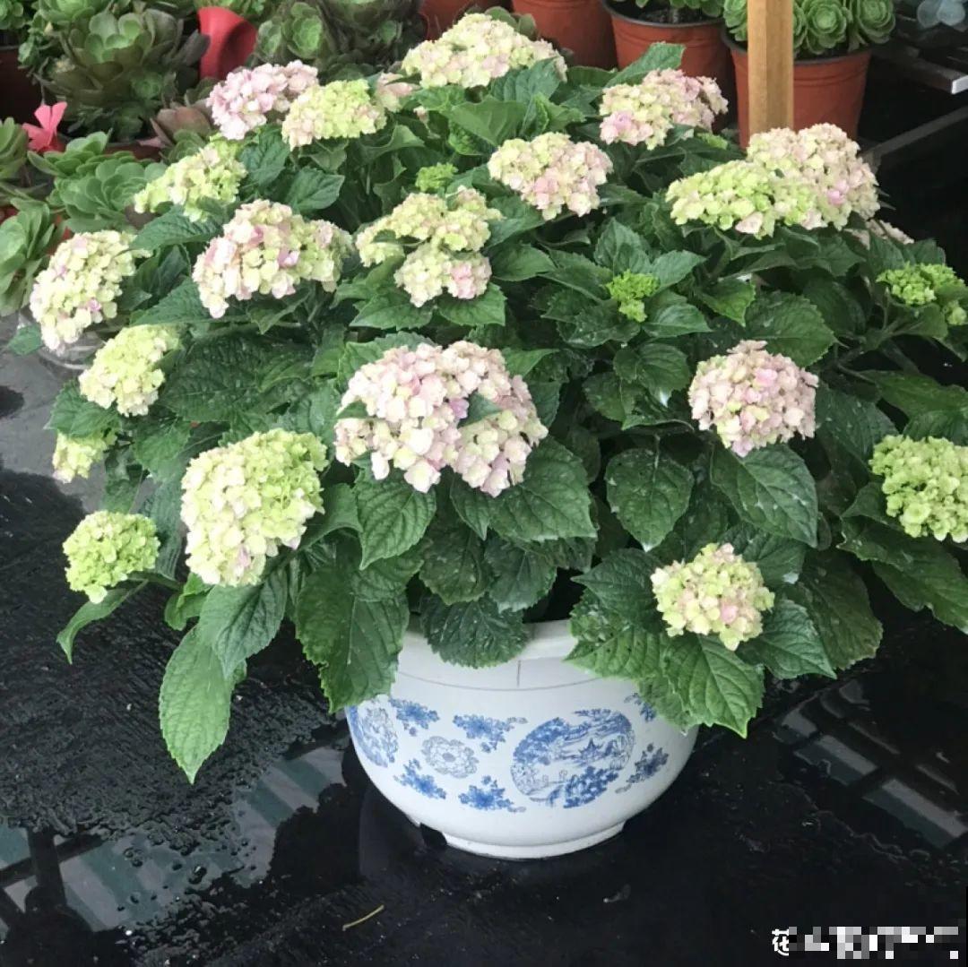 夏天养花，就怕乱浇水，千万不能积水