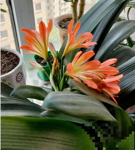 4种花现在正“饿”，多给它补点大补肥，才能长得壮