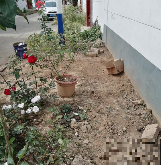 养月季单株不过瘾，简单做好5步，满墙都是月季花