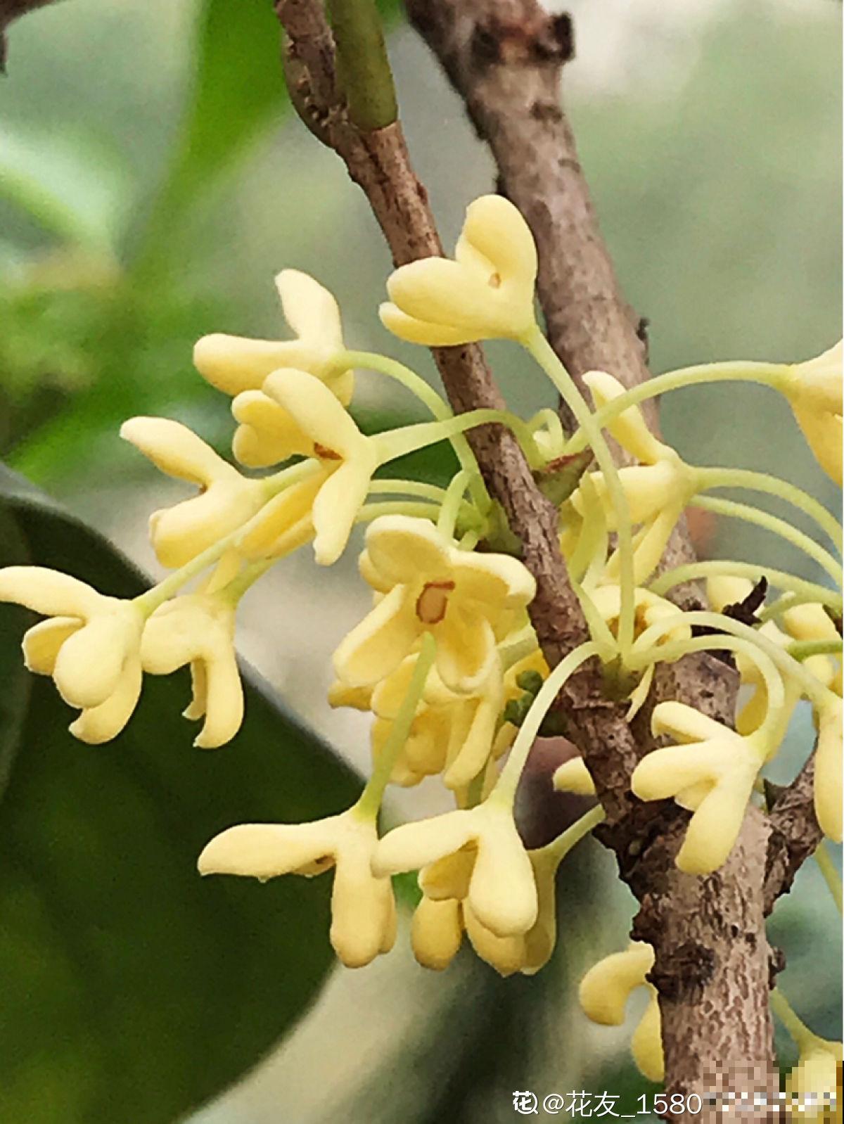 老中医爱养的4种花，堪称植物“百宝箱”，养人养身心