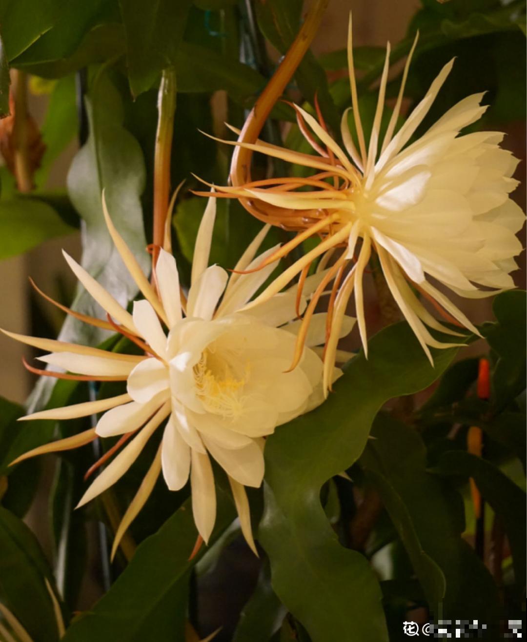 8月后，6种花别修剪，小心以后不开花