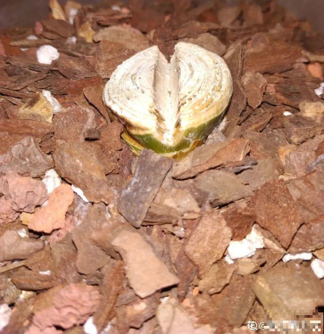 6种花夏天难养，贴土面砍一刀，新芽呼呼冒