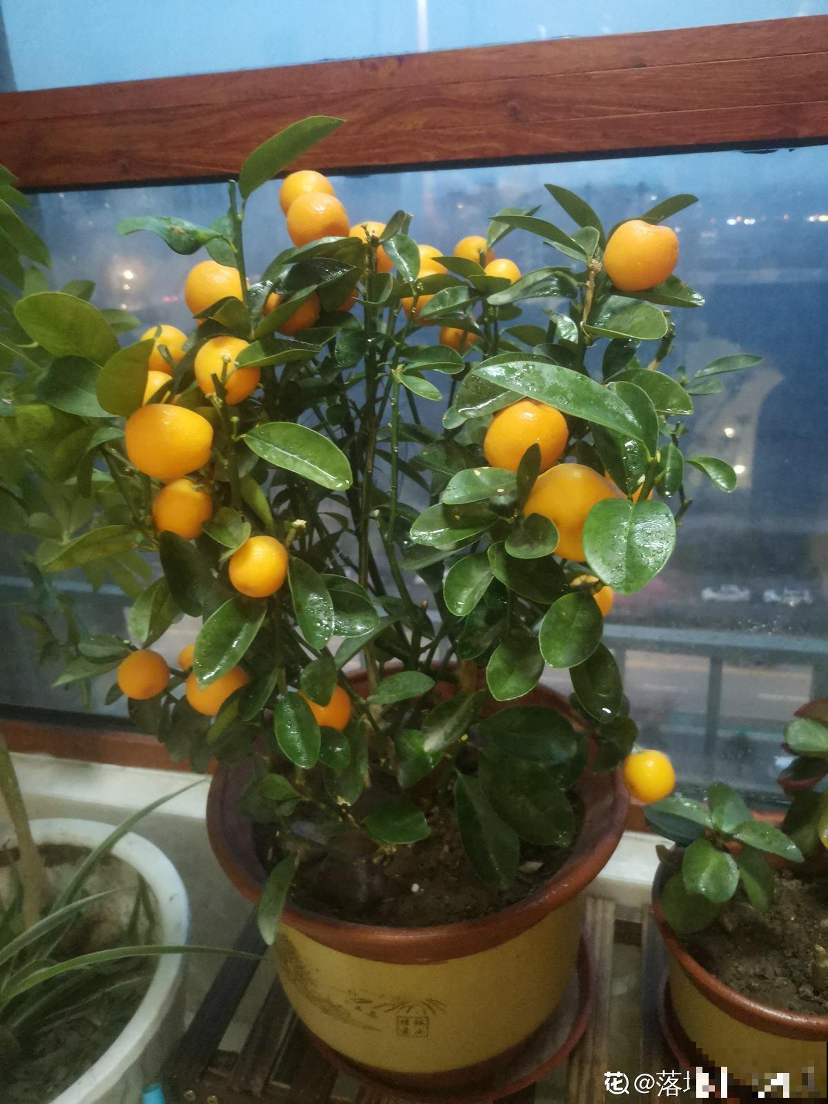 快死的花别丢掉，找对方法补救一下，还能重焕生机