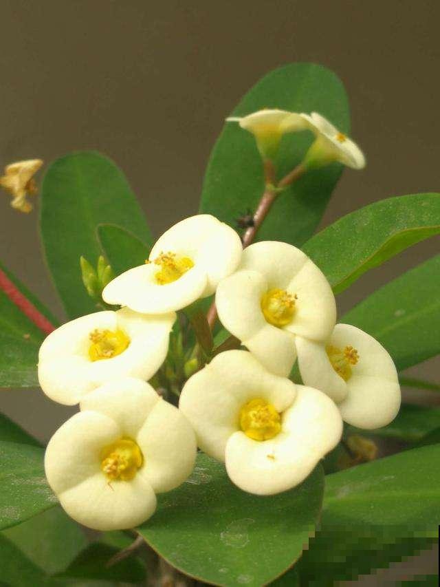 5种花夏天不用遮阴，越晒开花越带劲，满盆都是花