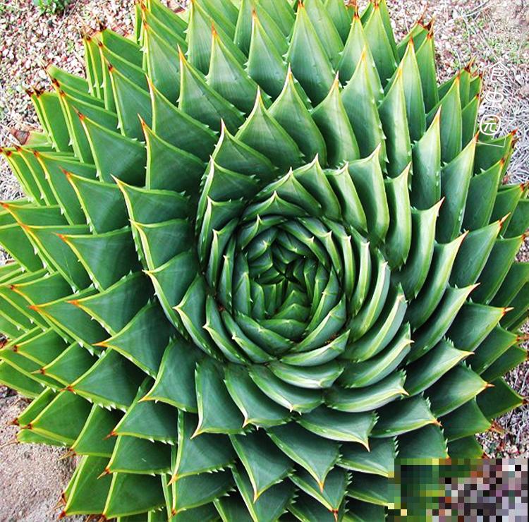 这3种清凉植物，最适合夏季养殖，来看看你有没有养殖吧