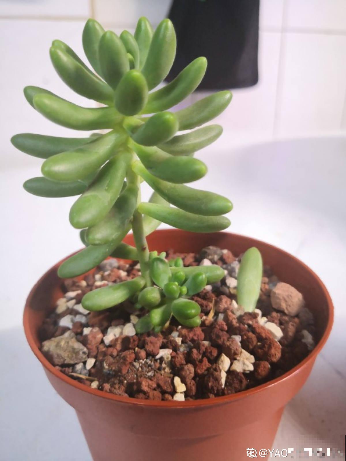 人气超高的景天科多肉,选得好也要养得好,网友:太美了! 人气超高的景天科多肉,选得好也要养得好,网友:太美了!
