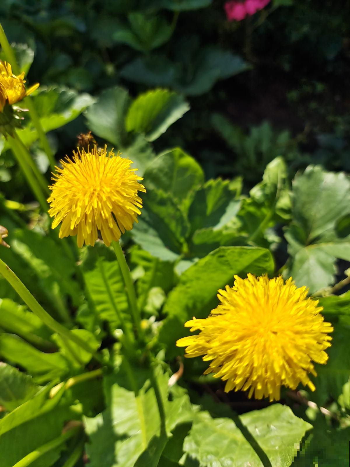 童年常见的20种花，城里很难见到，你认识几种