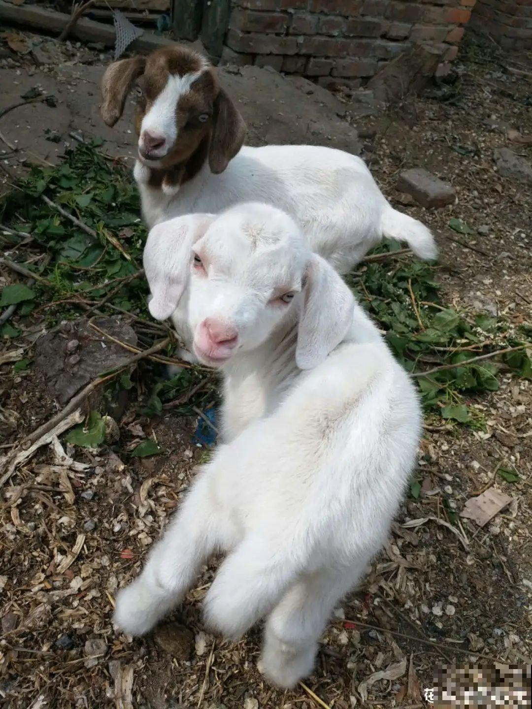 男子追在大象后，捡一筐大象粪，居然是为了养花