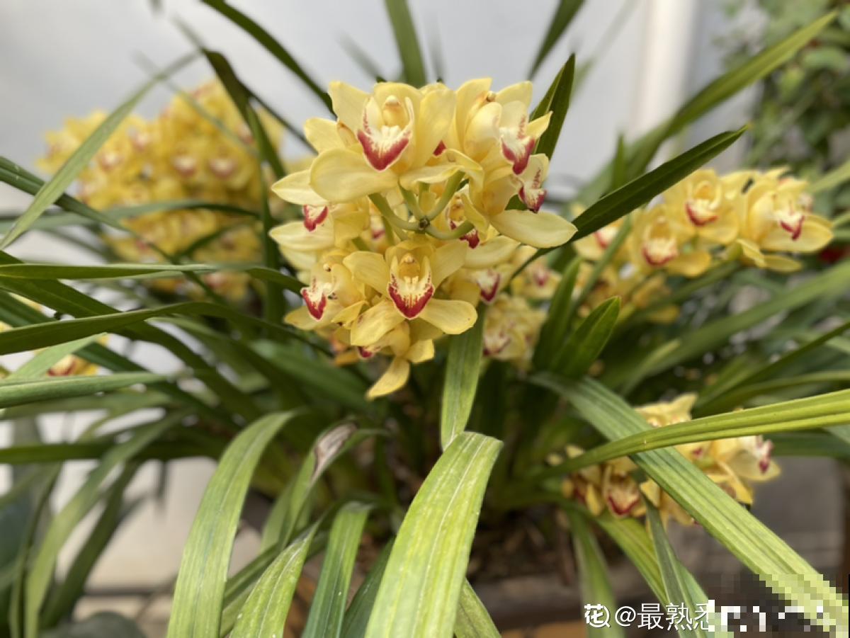 你养的未必是兰花，种类多差别细，国兰种类大科普