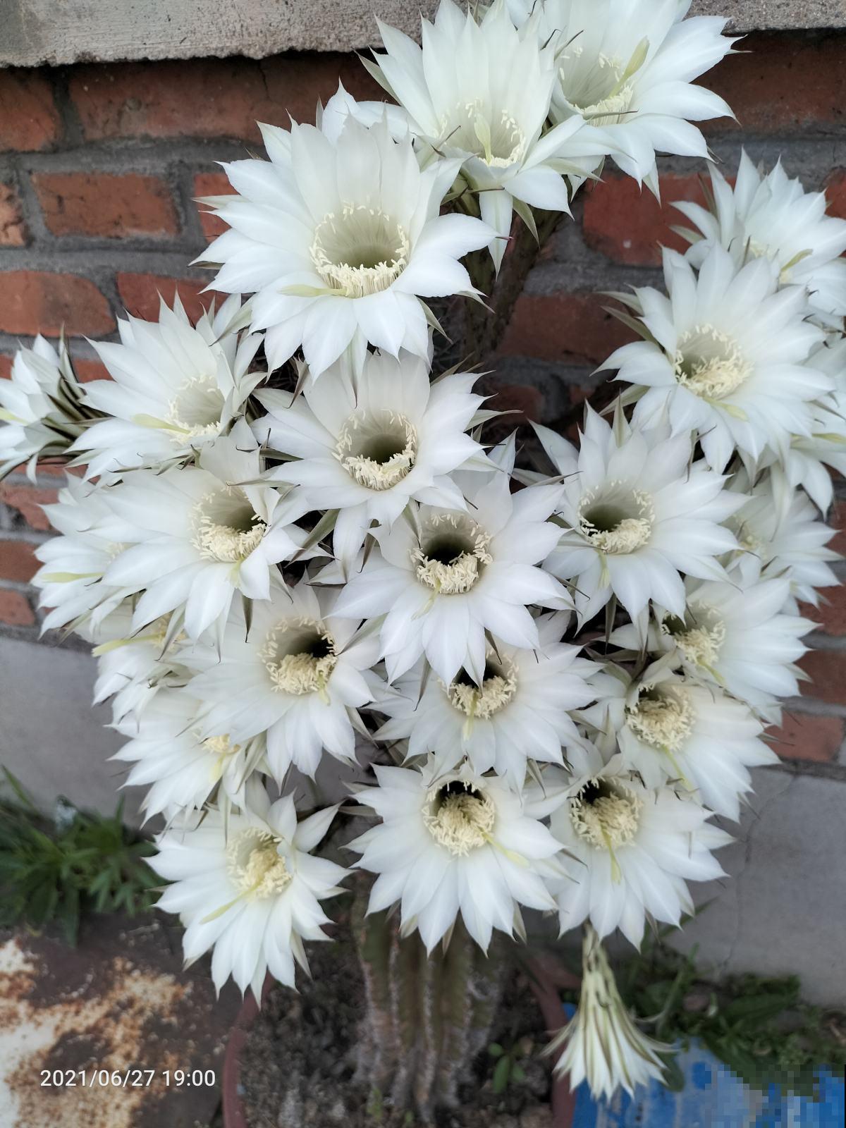 买花切忌跟风，适合自己的植物，才是最好的