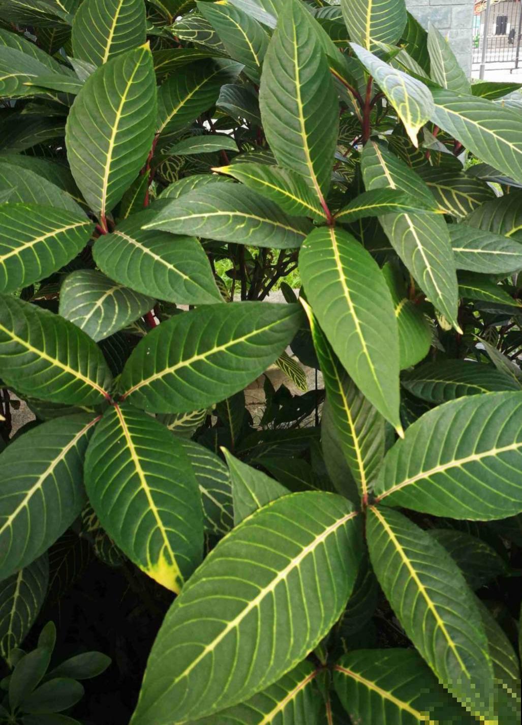 命里带“金”的花，家里养一盆，喜庆吉祥有好寓意