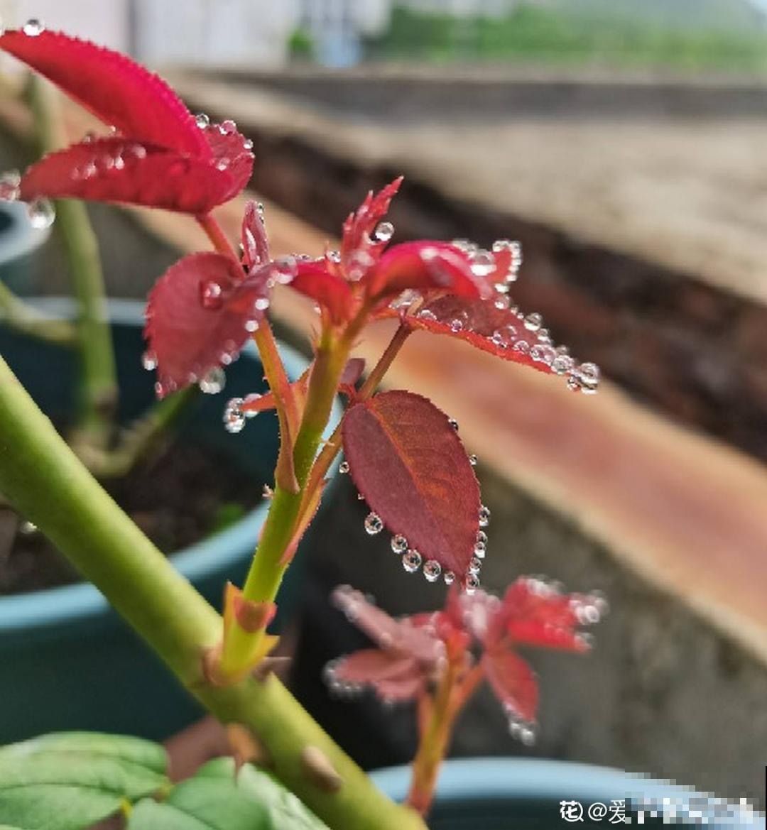 绿萝叶子“吐”水珠，恭喜你，养出了最佳状态