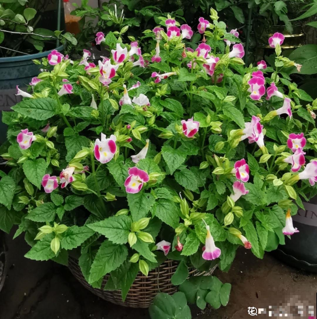 10种花开完不要剪，等20天之后，1盆变多盆