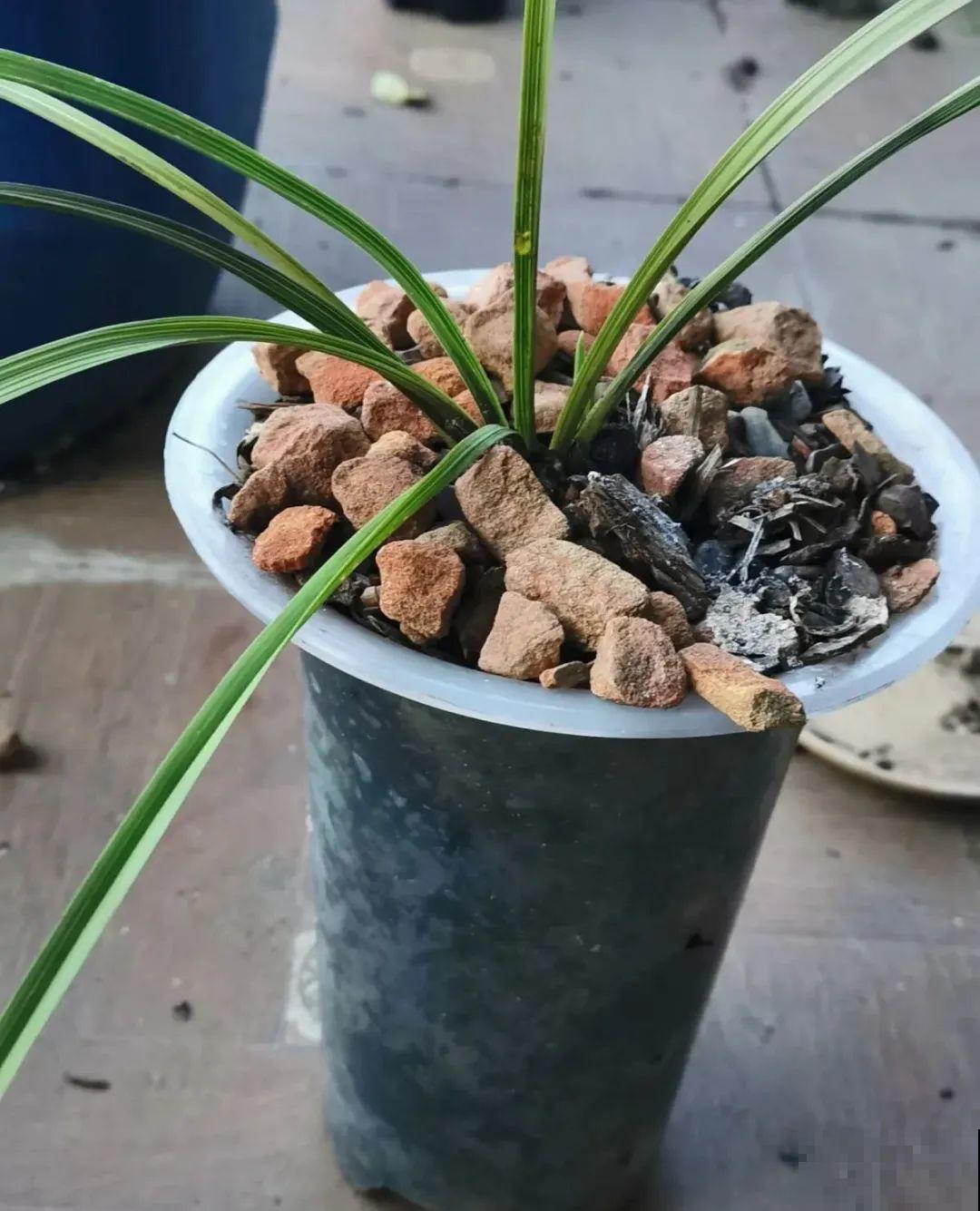 警惕秋老虎，别让你的花，度过夏天，却死在秋天