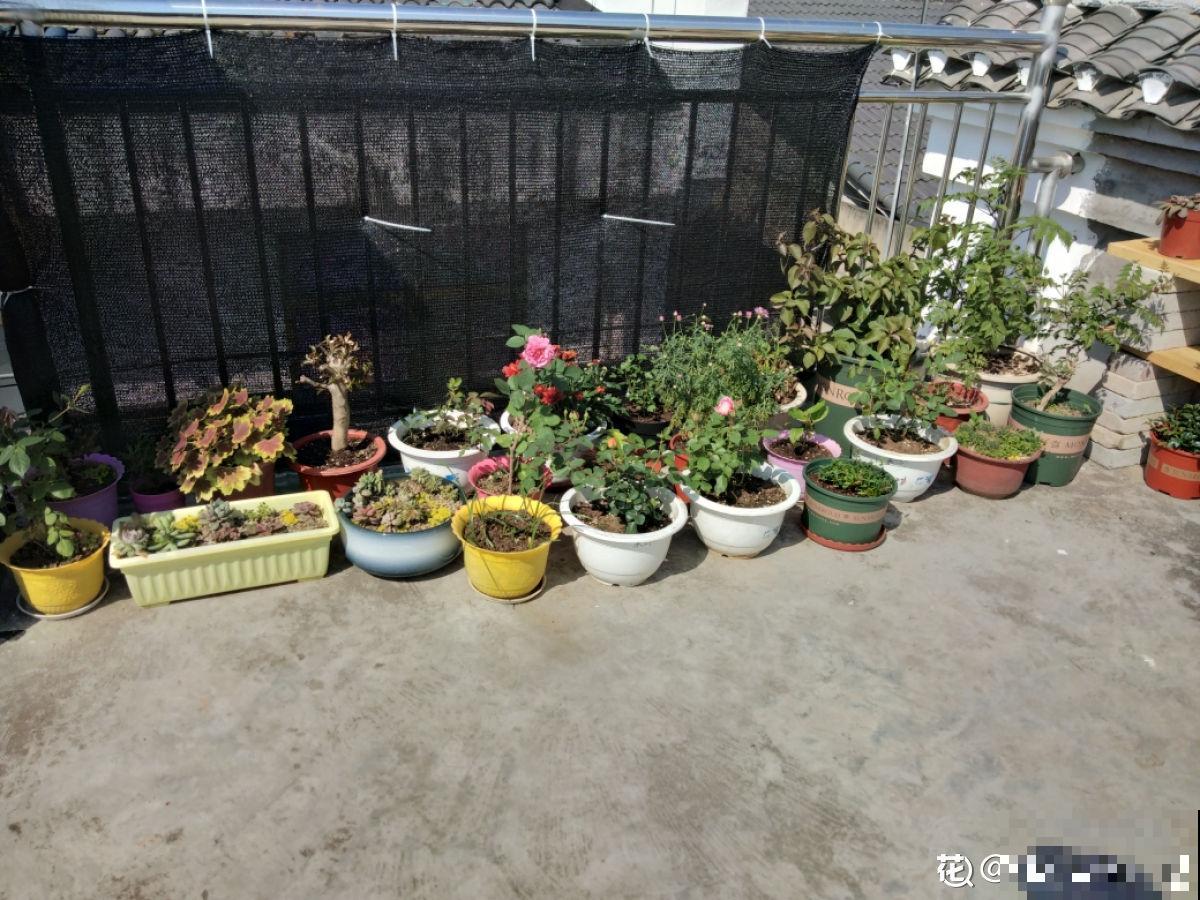 一楼的小院和顶楼的天台,养花人的选择恐惧症,到底哪个好 一楼的小院和顶楼的天台,养花人的选择恐惧症,到底哪个好