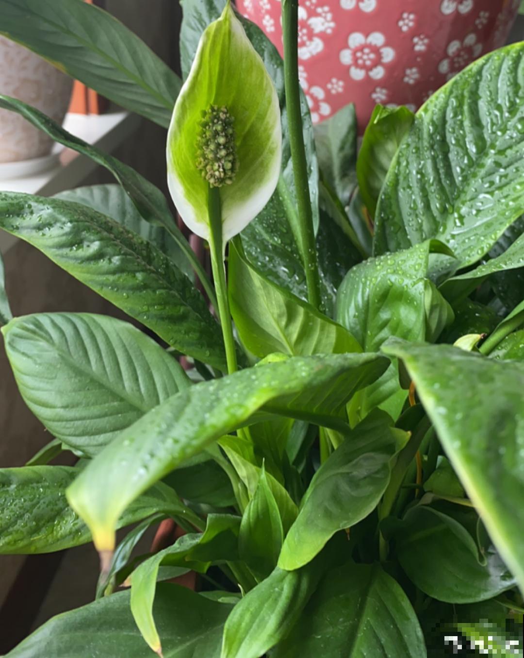 吊兰喝点淘米水，长成“爆炸头”，旺的不得了