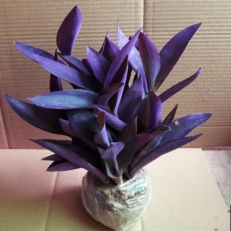 紫竹梅的5个种植关键点,你都知道吗? 紫竹梅的5个种植关键点,你都知道吗?