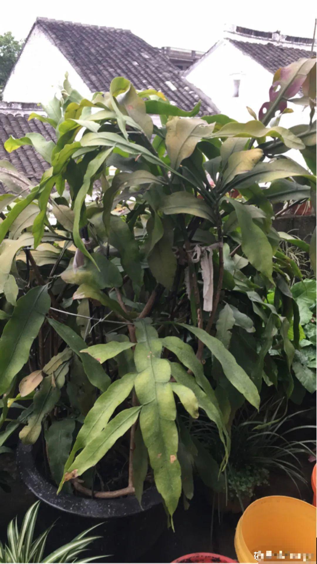 专挑晚上开的花,爱吃肥肉喝废油,开花艳压群芳 专挑晚上开的花,爱吃肥肉喝废油,开花艳压群芳