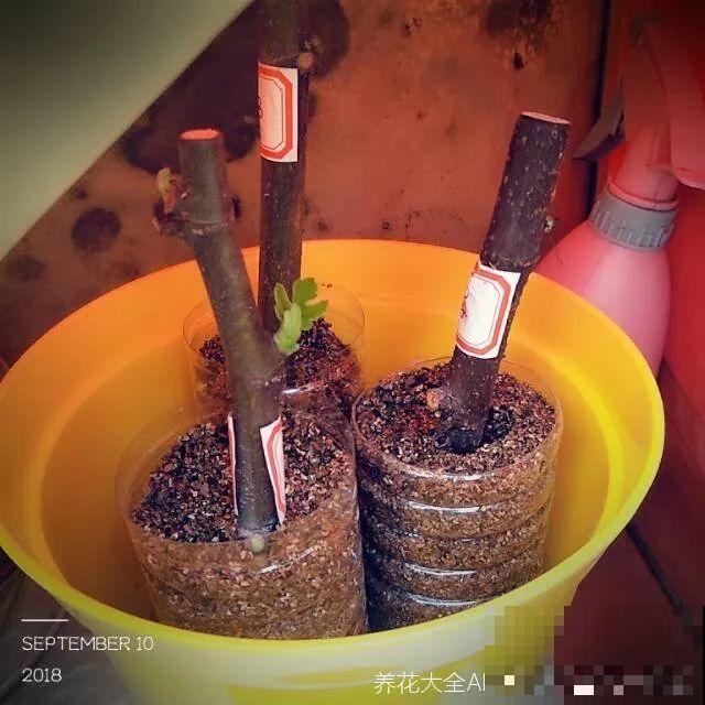 立秋后，7种花要扦插，满盆开花结果子