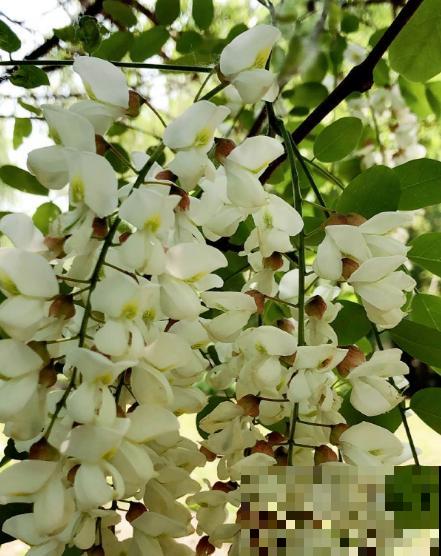 槐树好处多，但是很少有人种院里，究竟为啥？