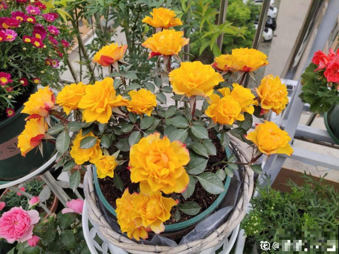 4种花别乱养,天天招虫子,越养越生气 4种花别乱养,天天招虫子,越养越生气