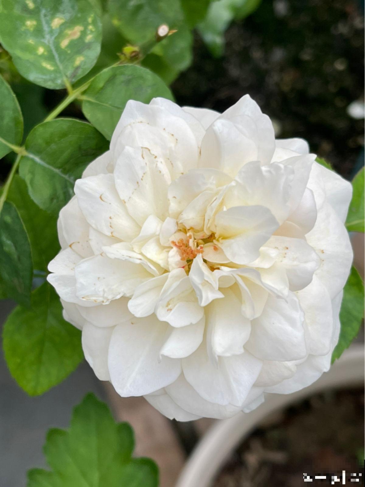 4种花真败好感，“毛病”太多，爱不起来