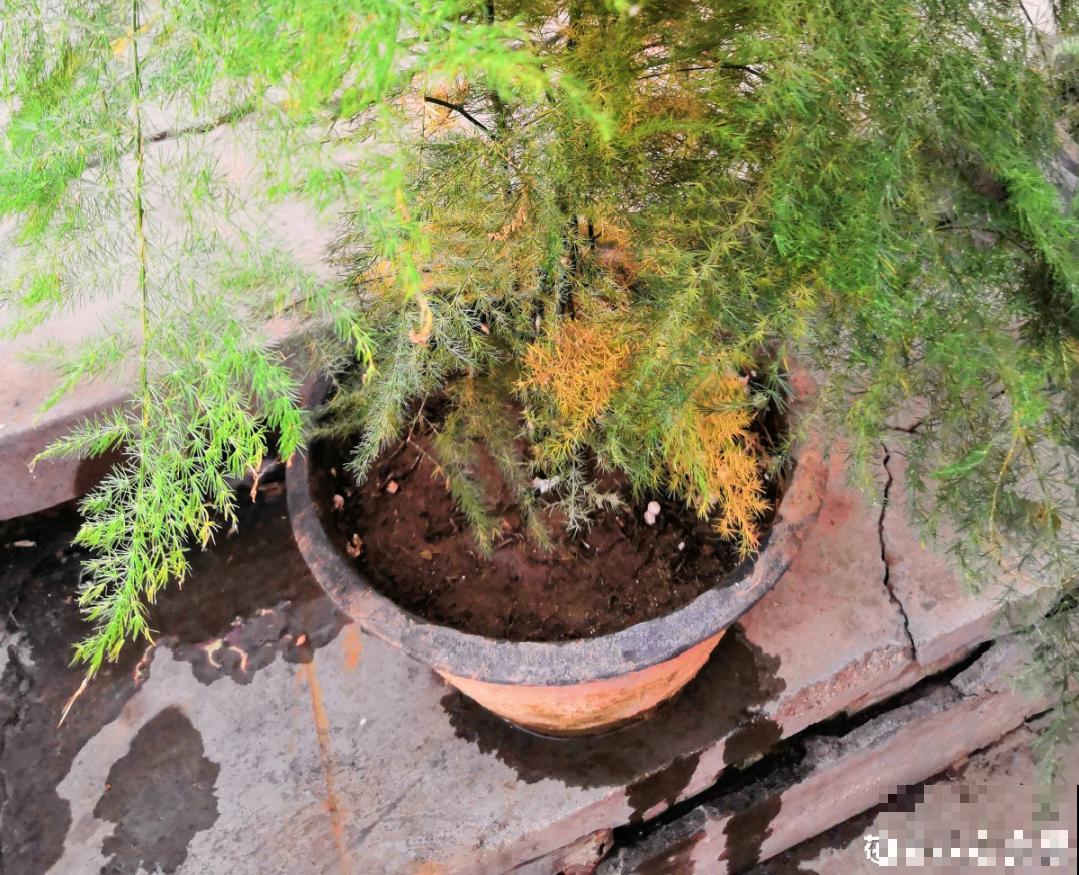 夏天养文竹，不能暴晒，不然叶子都黄了