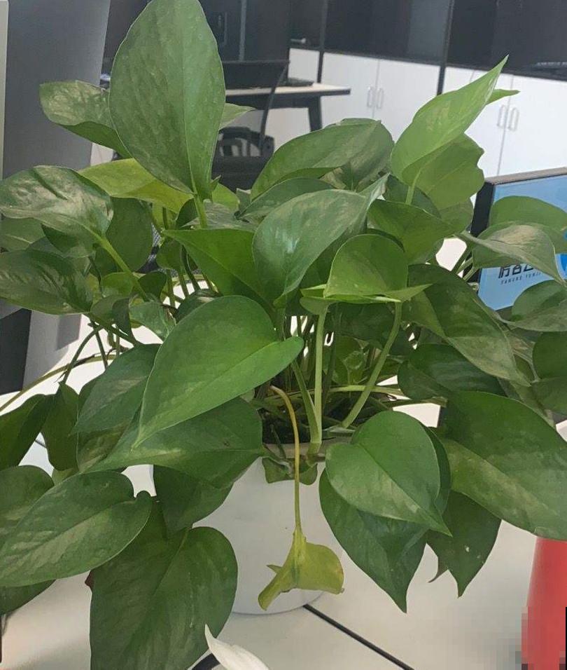 绿萝叶子在滴水，恭喜你，是绿萝健康的标志