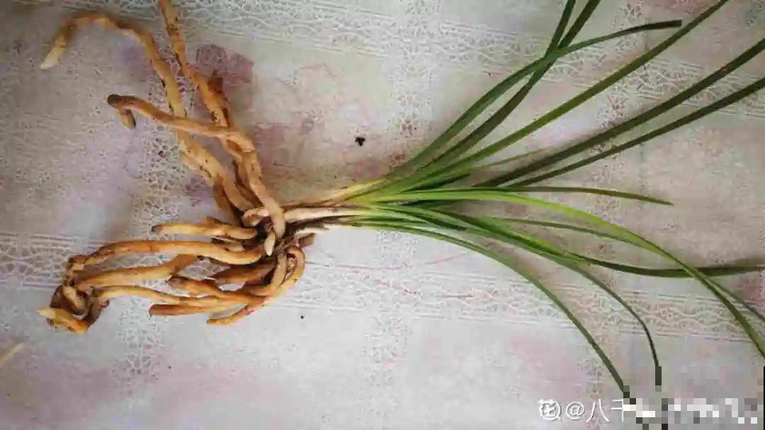 警惕秋老虎，别让你的花，度过夏天，却死在秋天