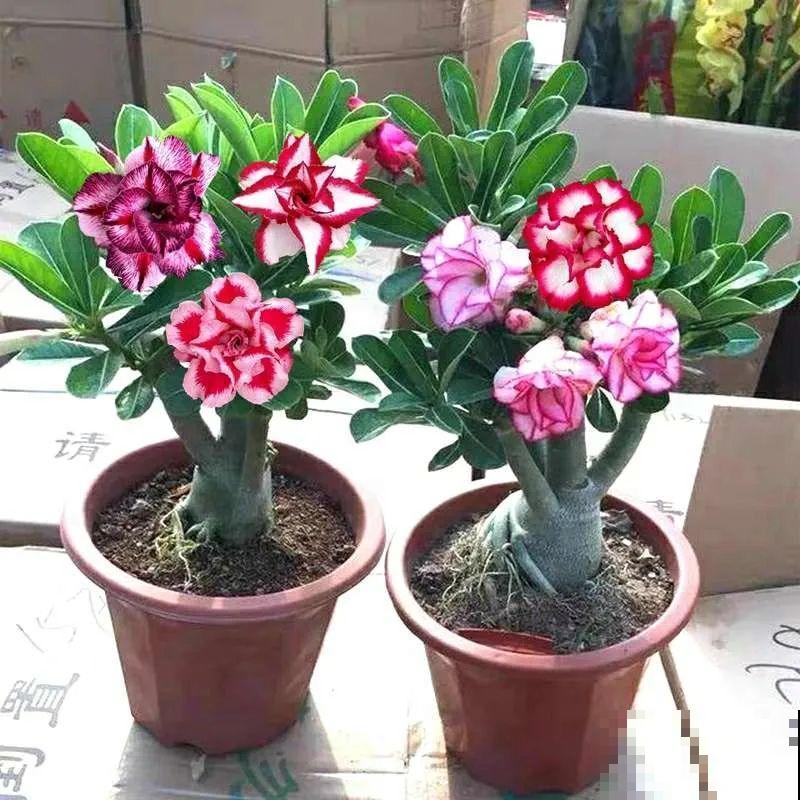 养了30年的玉树,扦插开出9色花,快来沾沾喜气 养了30年的玉树,扦插开出9色花,快来沾沾喜气