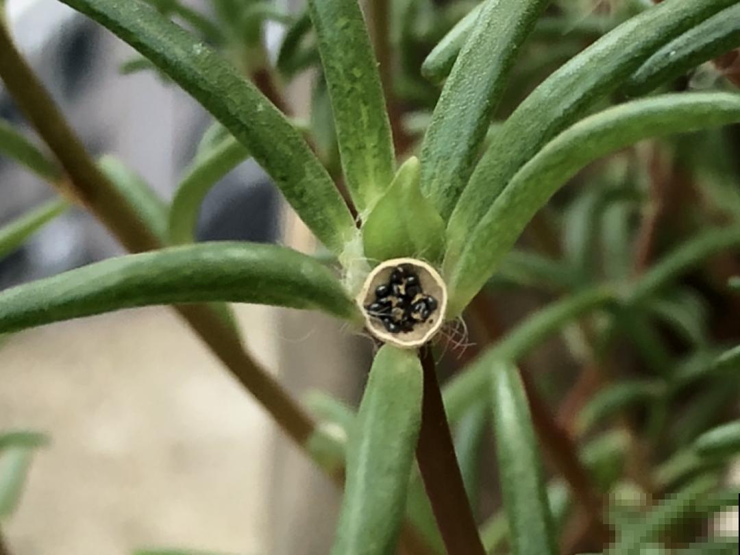 10种花开完不要剪，等20天之后，1盆变多盆