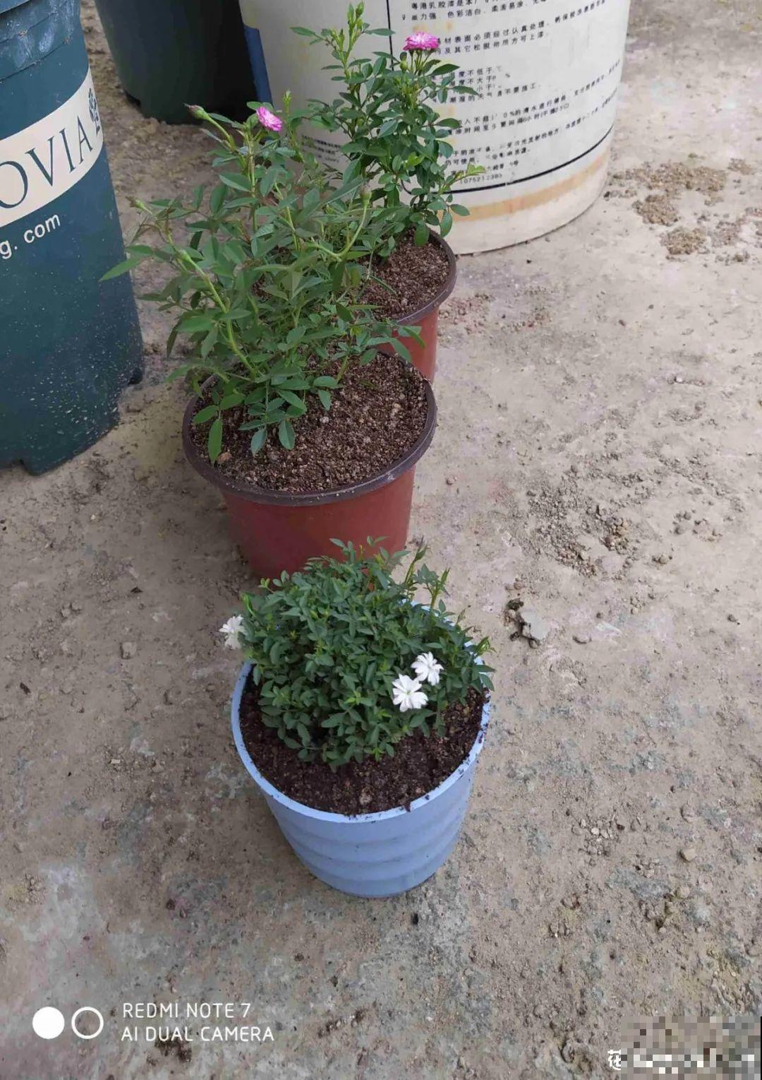 换盆时间到,换好后植物呼呼长,不换全年不开花 换盆时间到,换好后植物呼呼长,不换全年不开花