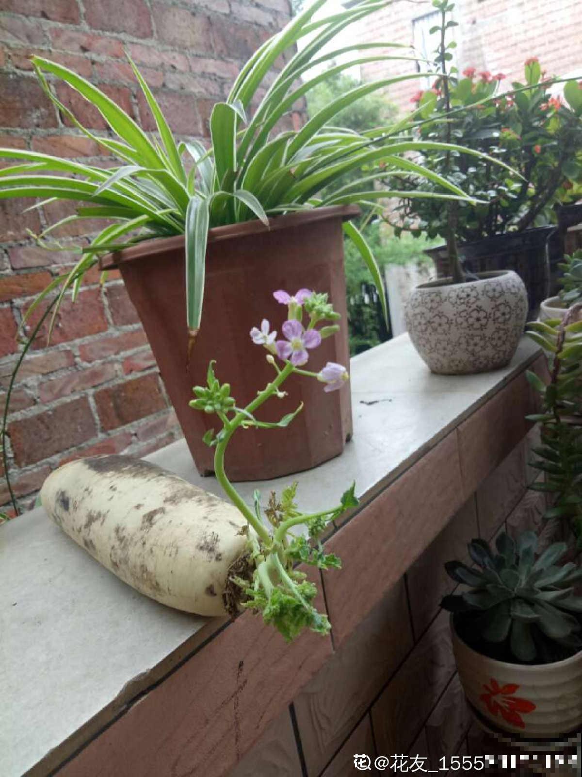 吃剩的蔬菜扔土里,长成清新绿植,怪好看的 吃剩的蔬菜扔土里,长成清新绿植,怪好看的