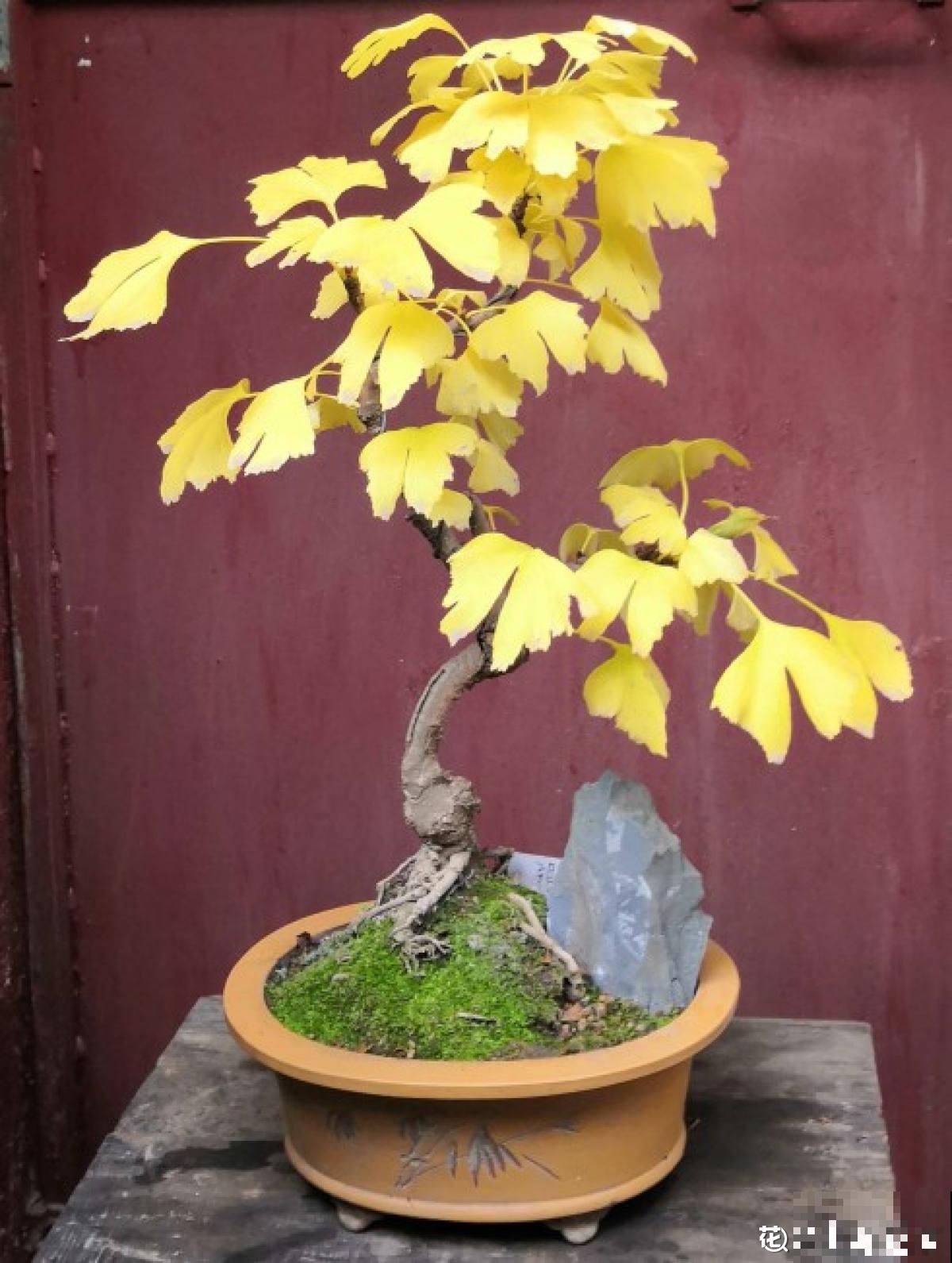 秋天银杏成了“黄金树”,颜值超高,为啥种的人很少 秋天银杏成了“黄金树”,颜值超高,为啥种的人很少