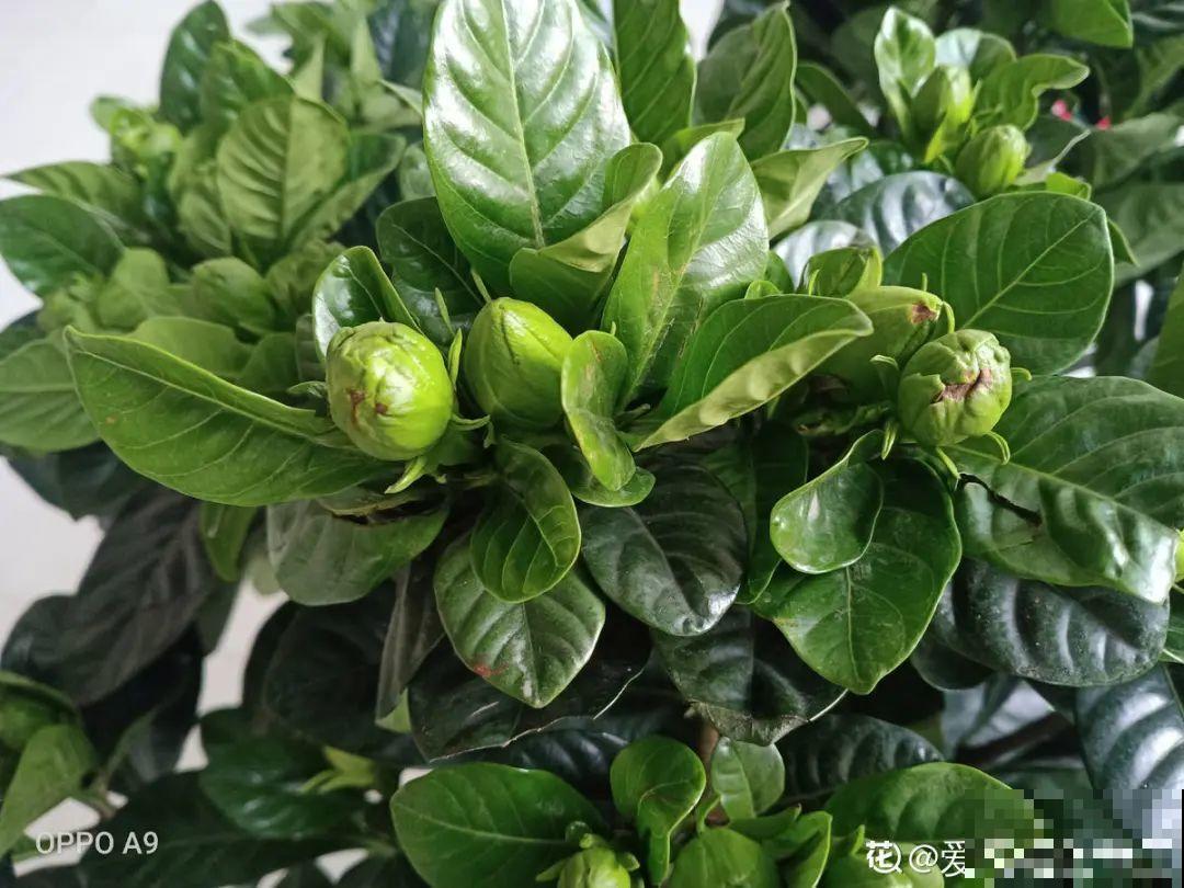 百合开花后，养分消耗太大，补充肥料是关键