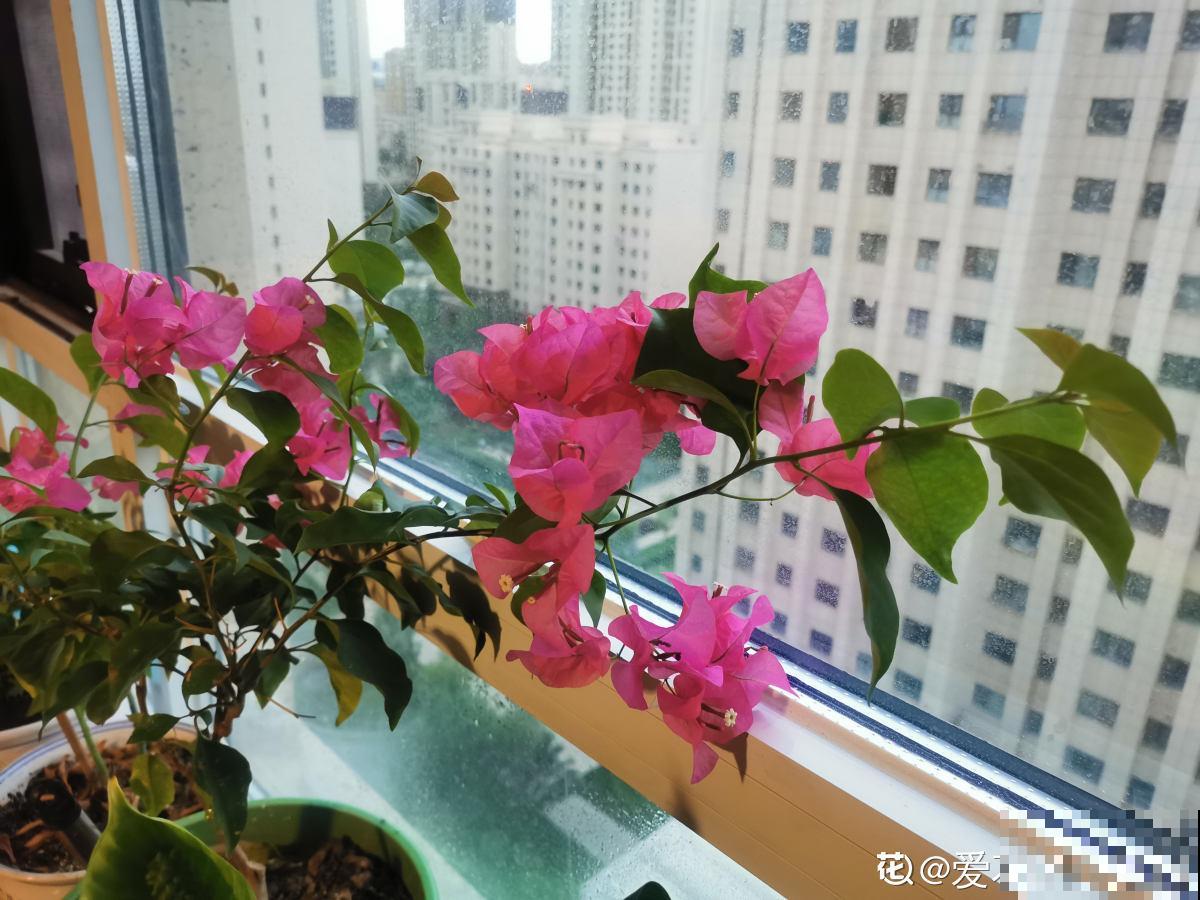 南方泛滥的花,北方人“爱不释手”,太“拉仇恨”了 南方泛滥的花,北方人“爱不释手”,太“拉仇恨”了