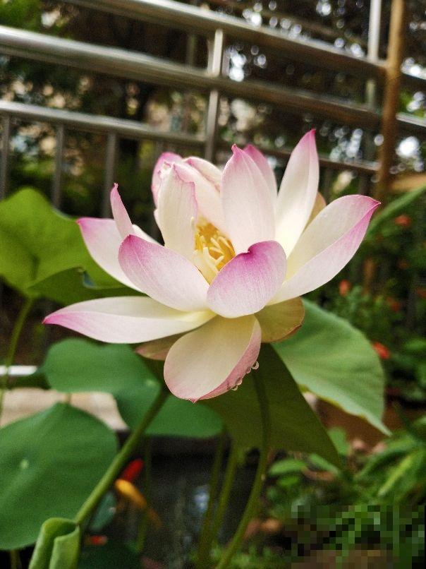 养碗莲做好3点，开花美得像艺术品，拍的照片像修图