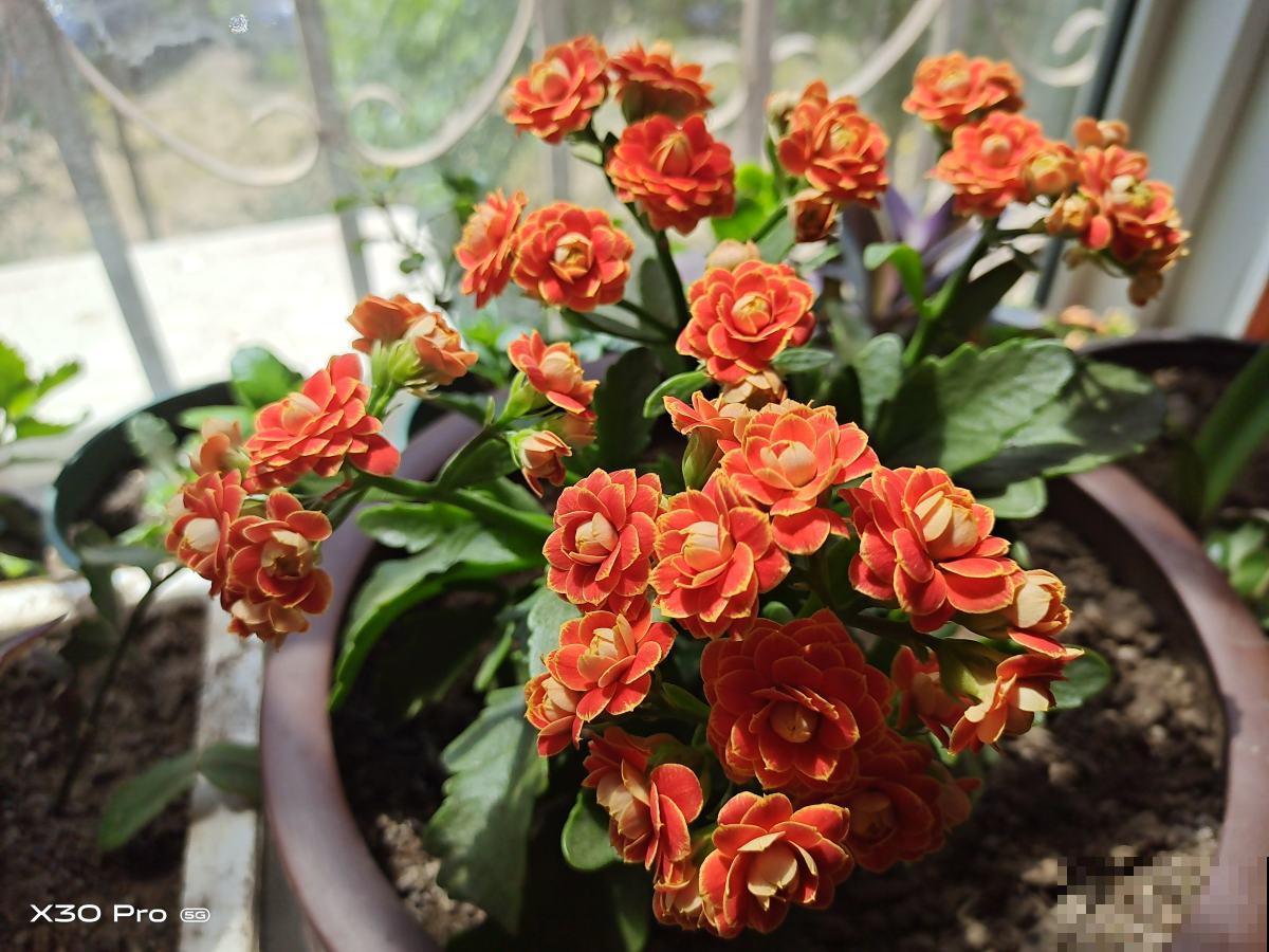 夏天别买3种花，买回家养死了，别说没提醒你