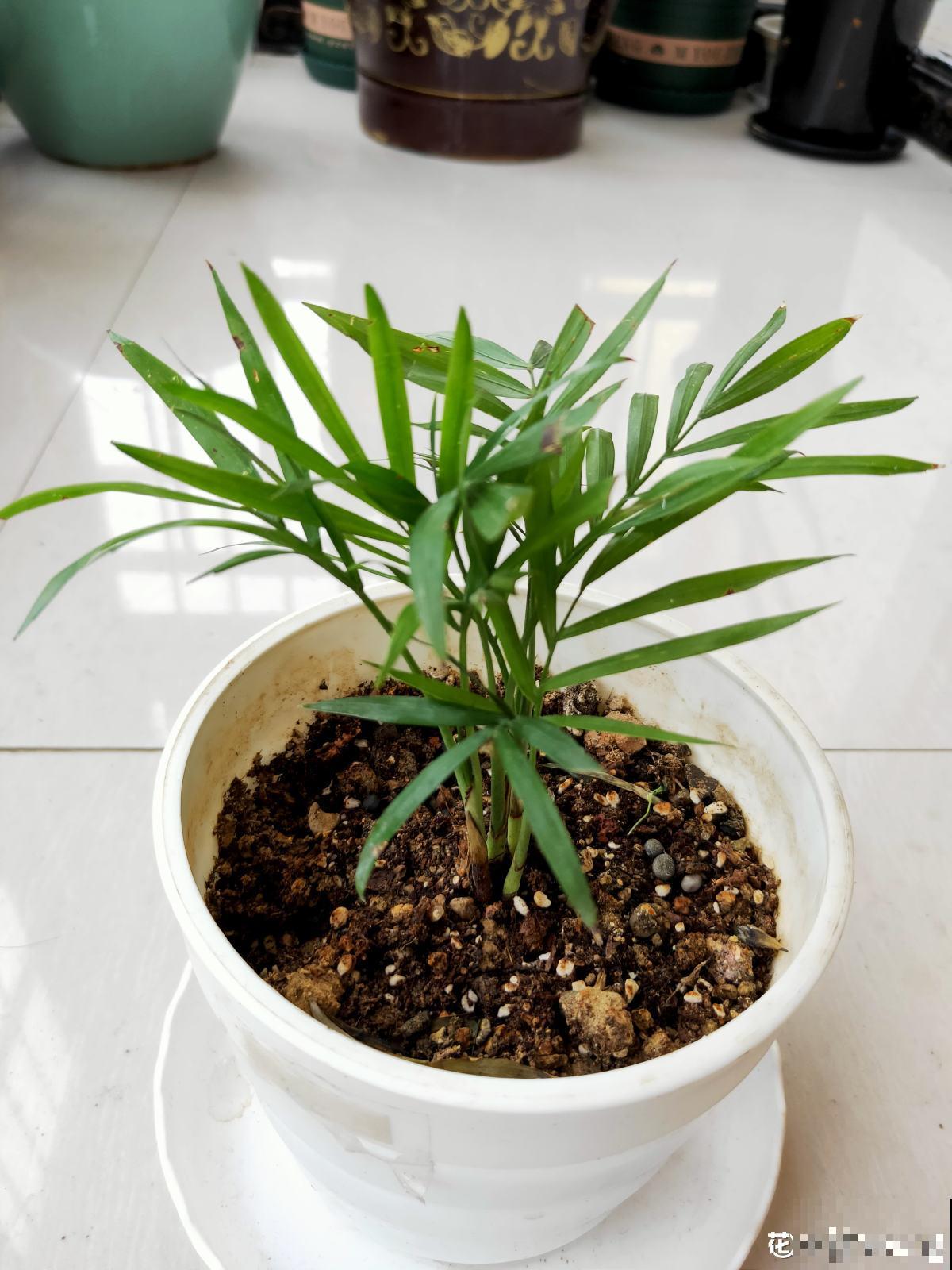 不用给足光照就能长得旺，这3种植物放家里，光照少也能长得好