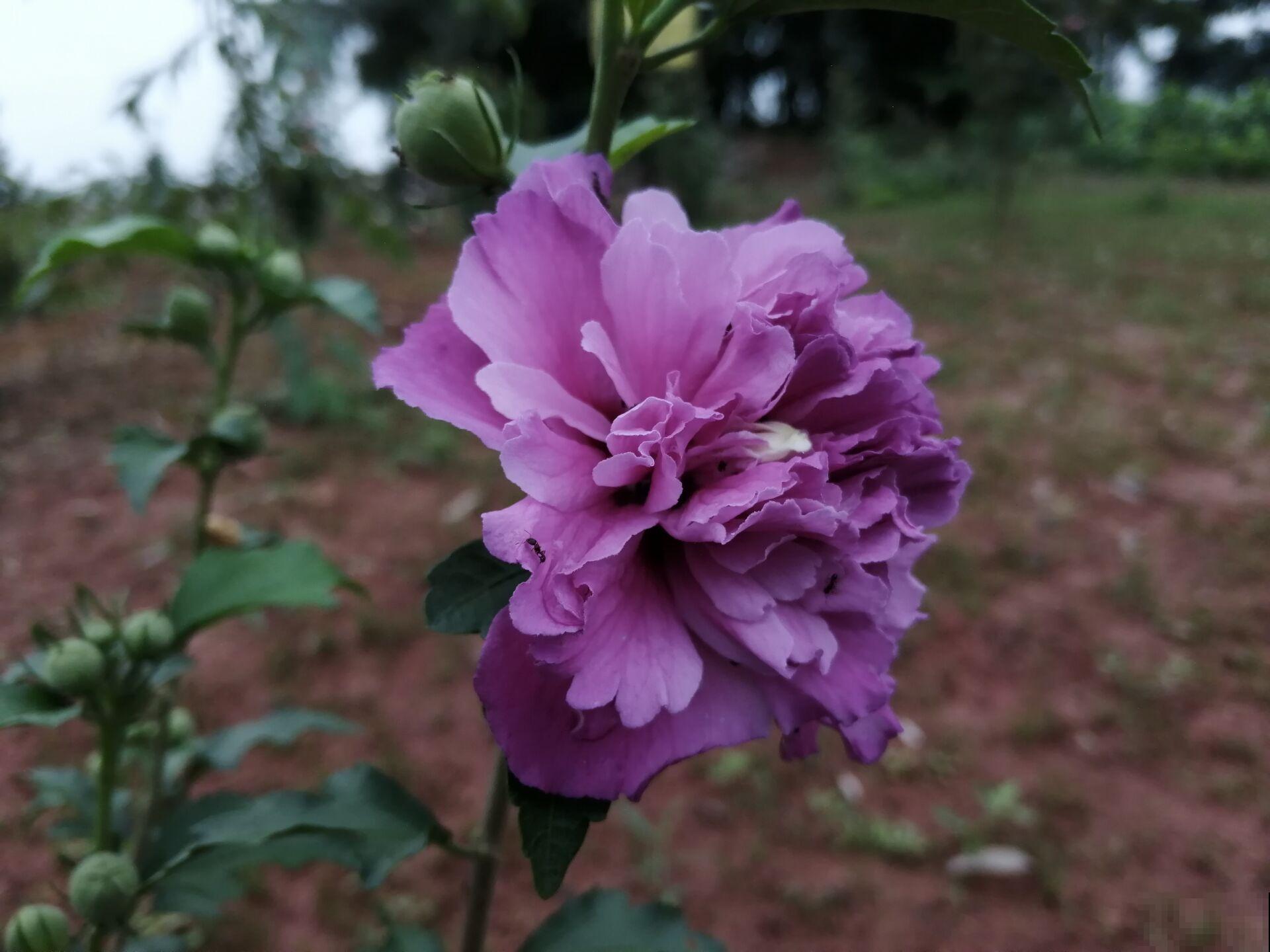 好看能吃的木槿花，多晒晒长得旺，花开的比拳头大