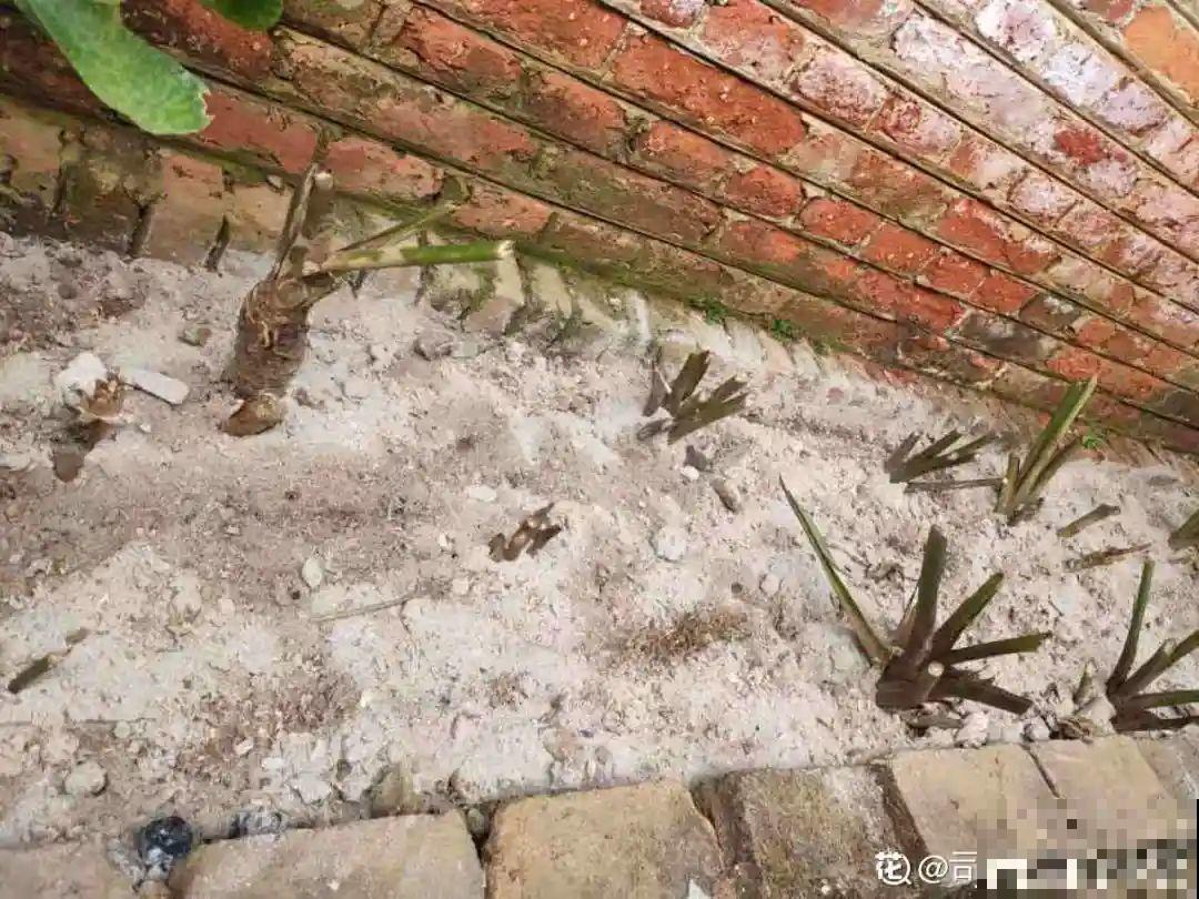 9种土别拿来养花,对花不好,容易黄叶烂根 9种土别拿来养花,对花不好,容易黄叶烂根