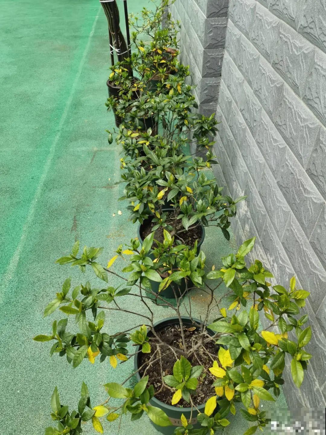 难养活的8种花，在家里养不好，扔门口反而呼呼开花