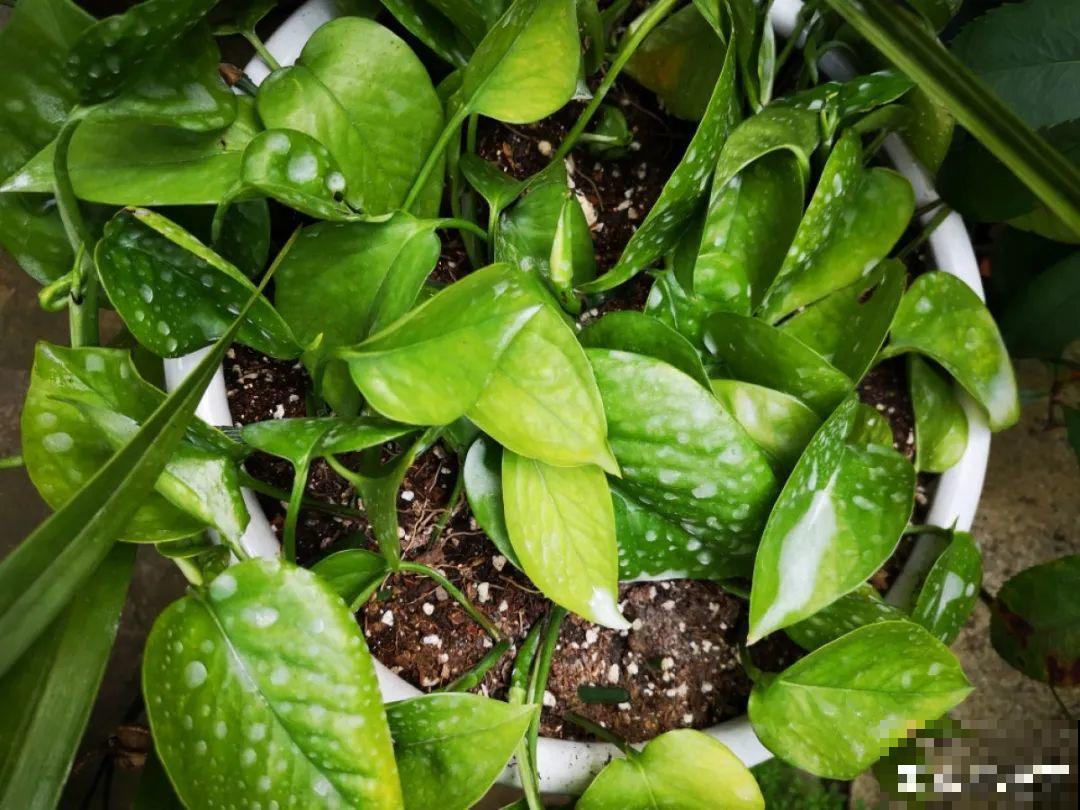 7种花，立秋后换盆，秋冬才能越养越好