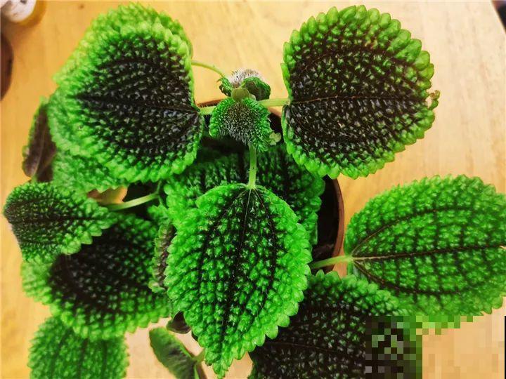 家里别只养绿萝,15种精致耐阴花,光照不好也能长很美 家里别只养绿萝,15种精致耐阴花,光照不好也能长很美