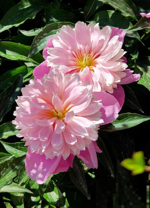 趁着秋天到，赶紧种上3种花，明天春天就能开花