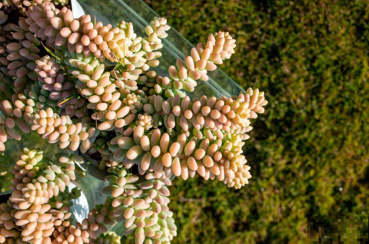 家里养花长不好？看好5个要点，小白也能把花养好看